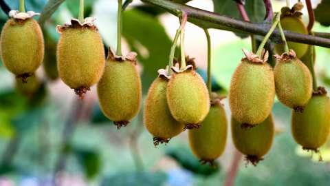 &Xi;&epsilon;&kappa;&iota;&nu;ά &eta; &pi;&rho;ώ&tau;&eta; &sigma;&upsilon;&gamma;&kappa;&omicron;&mu;&iota;&delta;ή &alpha;&kappa;&tau;&iota;&nu;&iota;&delta;ί&omega;&nu;, &eta; &omicron;&pi;&omicron;ί&alpha; &alpha;&nu;&alpha;&mu;έ&nu;&epsilon;&tau;&alpha;&iota; &nu;&alpha; &xi;&epsilon;&pi;&epsilon;&rho;ά&sigma;&epsilon;&iota; &tau;&alpha; 200 &epsilon;&kappa;&alpha;&tau;&omicron;&mu;&mu;ύ&rho;&iota;&alpha; &kappa;&iota;&beta;ώ&tau;&iota;&alpha; &sigma;&tau;&eta; &Nu;έ&alpha; &Zeta;&eta;&lambda;&alpha;&nu;&delta;ί&alpha;