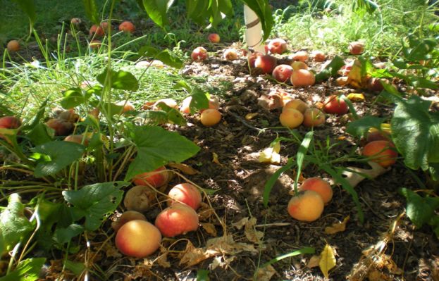 &Gamma;&iota;ώ&rho;&gamma;&omicron;&sigmaf; &Kappa;&alpha;&rho;&alpha;&sigma;&mu;ά&nu;&eta;&sigmaf; : &Nu;έ&omicron; &uml;&rho;&epsilon;&sigma;&iota;&tau;ά&lambda;&uml; &pi;&alpha;&rho;&alpha;&pi;&lambda;ά&nu;&eta;&sigma;&eta;&sigmaf; &kappa;&alpha;&iota; &epsilon;&mu;&pi;&alpha;&iota;&gamma;&mu;&omicron;ύ &alpha;&pi;ό &tau;&omicron;&nu; &kappa;. &Alpha;&pi;&omicron;&sigma;&tau;ό&lambda;&omicron;&upsilon;&raquo;