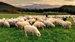 Ά&rho;&chi;&iota;&sigma;&alpha;&nu; &sigma;&upsilon;&lambda;&lambda;ή&psi;&epsilon;&iota;&sigmaf; &gamma;&iota;&alpha; &pi;&alpha;&rho;&alpha;&beta;ί&alpha;&sigma;&eta; &tau;&omega;&nu; &mu;έ&tau;&rho;&omega;&nu; &beta;&iota;&omicron;&alpha;&sigma;&phi;ά&lambda;&epsilon;&iota;&alpha;&sigmaf; &gamma;&iota;&alpha; &tau;&eta;&nu; &epsilon;&upsilon;&lambda;&omicron;&gamma;&iota;ά &tau;&omega;&nu; &alpha;&iota;&gamma;&omicron;&pi;&rho;&omicron;&beta;ά&tau;&omega;&nu;