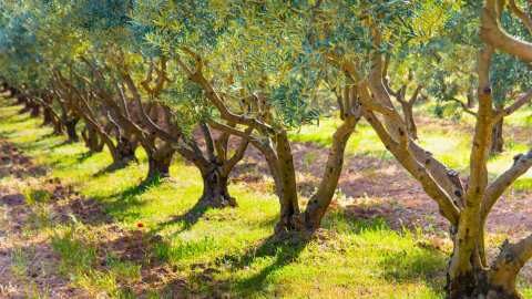 &Epsilon;&kappa;&pi;&lambda;&eta;&kappa;&tau;&iota;&kappa;ή &epsilon;&phi;&alpha;&rho;&mu;&omicron;&gamma;ή &gamma;&iota;&alpha; &tau;&iota;&sigmaf; &epsilon;&lambda;&iota;έ&sigmaf; &tau;&eta;&nu; &pi;&epsilon;&rho;ί&omicron;&delta;&omicron; &tau;&omicron;&upsilon; &Mu;&alpha;&rho;&tau;ί&omicron;&upsilon;