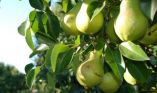 &Gamma;&epsilon;&omega;&rho;&gamma;&iota;&kappa;έ&sigmaf; &pi;&rho;&omicron;&epsilon;&iota;&delta;&omicron;&pi;&omicron;&iota;ή&sigma;&epsilon;&iota;&sigmaf; &gamma;&iota;&alpha; &tau;&eta;&nu; &Alpha;&chi;&lambda;&alpha;&delta;&iota;ά