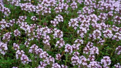 Covid: &Mu;ί&gamma;&mu;&alpha; &alpha;&pi;ό &alpha;&iota;&theta;έ&rho;&iota;&alpha; έ&lambda;&alpha;&iota;&alpha; &mu;&epsilon;&iota;ώ&nu;&epsilon;&iota; &tau;&alpha; &sigma;&upsilon;&mu;&pi;&tau;ώ&mu;&alpha;&tau;&alpha; &lambda;&omicron;&iota;&mu;ώ&xi;&epsilon;&omega;&nu;, &sigma;ύ&mu;&phi;&omega;&nu;&alpha; &mu;&epsilon; &epsilon;&lambda;&lambda;&eta;&nu;&iota;&kappa;ή &mu;&epsilon;&lambda;έ&tau;&eta;