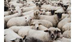 &Tau;&rho;ί&kappa;&alpha;&lambda;&alpha;: &Sigma;ύ&sigma;&kappa;&epsilon;&psi;&eta; &gamma;&iota;&alpha; &tau;&omicron; &kappa;&rho;&omicron;ύ&sigma;&mu;&alpha; &pi;&alpha;&nu;ώ&lambda;&eta;&sigmaf; &sigma;&epsilon; &mu;&omicron;&nu;ά&delta;&alpha; &alpha;&iota;&gamma;&omicron;&pi;&rho;&omicron;&beta;ά&tau;&omega;&nu;