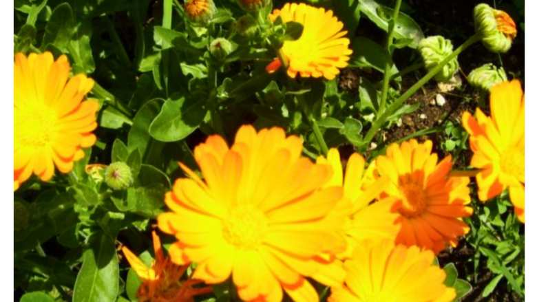 &Kappa;&alpha;&lambda;έ&nu;&tau;&omicron;&upsilon;&lambda;&alpha;: &Theta;&epsilon;&rho;&alpha;&pi;&epsilon;&upsilon;&tau;&iota;&kappa;έ&sigmaf; &iota;&delta;&iota;ό&tau;&eta;&tau;&epsilon;&sigmaf; &kappa;&alpha;&iota; &chi;&rho;ή&sigma;&epsilon;&iota;&sigmaf;