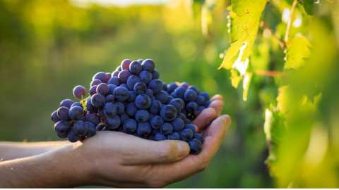 &Sigma;&upsilon;&mu;&pi;&lambda;ή&rho;&omega;&sigma;&eta; &kappa;&alpha;&iota; &upsilon;&pi;&omicron;&beta;&omicron;&lambda;ή &Delta;&Eta;&Lambda;&Omega;&Sigma;&Epsilon;&Omega;&Nu; &Sigma;&Upsilon;&Gamma;&Kappa;&Omicron;&Mu;&Iota;&Delta;&Eta;&Sigma; &sigma;&tau;&alpha;&phi;&upsilon;&lambda;&iota;ώ&nu; &omicron;&iota;&nu;&omicron;&pi;&omicron;&iota;ή&sigma;&iota;&mu;&omega;&nu; &pi;&omicron;&iota;&kappa;&iota;&lambda;&iota;ώ&nu; &alpha;&mu;&pi;έ&lambda;&omicron;&upsilon; &gamma;&iota;&alpha; &tau;&omicron; έ&tau;&omicron;&sigmaf; 2023