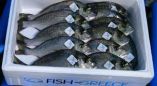 &Epsilon;&pi;&epsilon;&nu;&delta;ύ&sigma;&epsilon;&iota;&sigmaf; 7 &epsilon;&kappa;&alpha;&tau;. &epsilon;&upsilon;&rho;ώ &gamma;&iota;&alpha; &tau;&eta;&nu; &pi;&rho;&omicron;ώ&theta;&eta;&sigma;&eta; &tau;&omicron;&upsilon; &laquo;Fish from Greece&raquo;