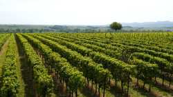 &Kappa;&Epsilon;&Omicron;&Sigma;&Omicron;&Epsilon;: &Alpha;ύ&xi;&eta;&sigma;&eta; &tau;&omega;&nu; &epsilon;&iota;&delta;&iota;&kappa;ώ&nu; &phi;ό&rho;&omega;&nu; &kappa;&alpha;&tau;&alpha;&nu;ά&lambda;&omega;&sigma;&eta;&sigmaf; &sigma;&tau;&omicron; &kappa;&rho;&alpha;&sigma;ί &alpha;&pi;ό &tau;&omicron;&nu; &Iota;&alpha;&nu;&omicron;&upsilon;ά&rho;&iota;&omicron; &sigma;&tau;&eta;&nu; &Omicron;&lambda;&lambda;&alpha;&nu;&delta;ί&alpha;