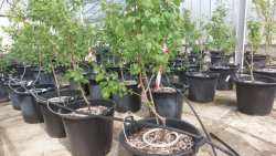 Nέ&omicron; &kappa;&epsilon;&phi;ά&lambda;&alpha;&iota;&omicron; &sigma;&tau;&eta;&nu; &pi;&alpha;&rho;&alpha;&gamma;&omega;&gamma;ή &pi;&omicron;&lambda;&lambda;&alpha;&pi;&lambda;&alpha;&sigma;&iota;&alpha;&sigma;&tau;&iota;&kappa;&omicron;ύ &upsilon;&lambda;&iota;&kappa;&omicron;ύ &omicron;&pi;&omega;&rho;&omicron;&phi;ό&rho;&omega;&nu; &delta;έ&nu;&delta;&rho;&omega;&nu; &sigma;&tau;&eta;&nu; &Epsilon;&lambda;&lambda;ά&delta;&alpha; &alpha;&pi;ό &tau;&omicron;&nu; &Epsilon;&Lambda;&Gamma;&Omicron;-&Delta;&Eta;&Mu;&Eta;&Tau;&Rho;&Alpha;