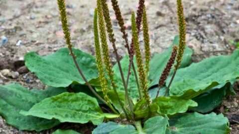 &Pi;&epsilon;&nu;&tau;ά&nu;&epsilon;&upsilon;&rho;&omicron; - &Tau;&omicron; &phi;&upsilon;&tau;ό &mu;&epsilon; &tau;&iota;&sigmaf; &theta;&epsilon;&rho;&alpha;&pi;&epsilon;&upsilon;&tau;&iota;&kappa;έ&sigmaf; &iota;&delta;&iota;ό&tau;&eta;&tau;&epsilon;&sigmaf;