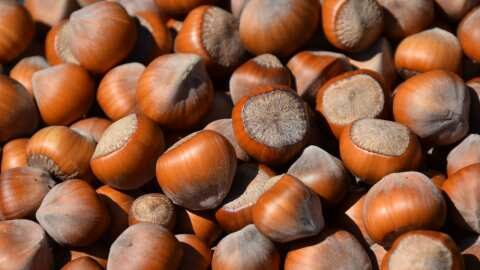 &Sigma;&kappa;έ&phi;&tau;&epsilon;&sigma;&alpha;&iota; &nu;&alpha; &kappa;&alpha;&lambda;&lambda;&iota;&epsilon;&rho;&gamma;ή&sigma;&epsilon;&iota;&sigmaf; &Phi;&omicron;&upsilon;&nu;&tau;&omicron;ύ&kappa;&iota;&alpha;? &Delta;&epsilon;&sigmaf; &nu;έ&epsilon;&sigmaf; &pi;&omicron;&iota;&kappa;&iota;&lambda;ί&epsilon;&sigmaf; &alpha;&pi;ό &tau;&alpha; &phi;&upsilon;&tau;ώ&rho;&iota;&alpha; &Delta;&alpha;&nu;&iota;&eta;&lambda;ί&delta;&eta;&sigmaf;!