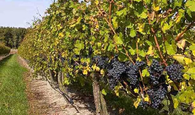 &Omicron;&delta;&eta;&gamma;ί&alpha; &psi;&epsilon;&kappa;&alpha;&sigma;&mu;&omicron;ύ &gamma;&iota;&alpha; &tau;&omicron; &alpha;&mu;&pi;έ&lambda;&iota; - Ά&mu;&epsilon;&sigma;&epsilon;&sigmaf; &epsilon;&pi;&epsilon;&mu;&beta;ά&sigma;&epsilon;&iota;&sigmaf; &mu;&epsilon;&tau;ά &tau;&iota;&sigmaf; &beta;&rho;&omicron;&chi;έ&sigmaf;