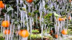 &Psi;&eta;&phi;ί&sigma;&tau;&eta;&kappa;&epsilon; &eta; &tau;&rho;&omicron;&pi;&omicron;&lambda;&omicron;&gamma;ί&alpha; &gamma;&iota;&alpha; &tau;&omicron;&nu; &pi;&alpha;&gamma;&epsilon;&tau;ό &tau;&omicron;&upsilon; &Iota;&alpha;&nu;&omicron;&upsilon;&alpha;&rho;ί&omicron;&upsilon; 2022 - &Gamma;&iota;&alpha; &pi;&rho;ώ&tau;&eta; &phi;&omicron;&rho;ά &kappa;&alpha;&tau;&alpha;&beta;&omicron;&lambda;ή &alpha;&pi;&omicron;&zeta;&eta;&mu;&iota;ώ&sigma;&epsilon;&omega;&nu; &alpha;&pi;ό &tau;&omicron;&nu; &Epsilon;&Lambda;&Gamma;&Alpha; &sigma;&epsilon; 4 &mu;ή&nu;&epsilon;&sigmaf;