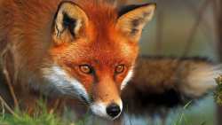 Έ&nu;&alpha;&rho;&xi;&eta; &tau;&eta;&sigmaf; 16&eta;&sigmaf; &Epsilon;&mu;&beta;&omicron;&lambda;&iota;&alpha;&sigma;&tau;&iota;&kappa;ή&sigmaf; &Epsilon;&kappa;&sigma;&tau;&rho;&alpha;&tau;&epsilon;ί&alpha;&sigmaf; &tau;&omega;&nu; &Alpha;&lambda;&epsilon;&pi;&omicron;ύ&delta;&omega;&nu; &gamma;&iota;&alpha; &tau;&omicron; &Pi;&rho;ό&gamma;&rho;&alpha;&mu;&mu;&alpha; &Kappa;&alpha;&tau;&alpha;&pi;&omicron;&lambda;έ&mu;&eta;&sigma;&eta;&sigmaf; &kappa;&alpha;&iota; &Epsilon;&pi;&iota;&tau;ή&rho;&eta;&sigma;&eta;&sigmaf; &tau;&eta;&sigmaf; &Lambda;ύ&sigma;&sigma;&alpha;&sigmaf;