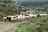 &Sigma;ύ&gamma;&kappa;&lambda;&eta;&sigma;&eta; έ&kappa;&tau;&alpha;&kappa;&tau;&omicron;&upsilon; &Delta;&Sigma; &tau;&eta;&sigmaf; &Pi;&Epsilon;&Kappa; &sigma;&tau;&eta; &Beta;έ&rho;&omicron;&iota;&alpha; &gamma;&iota;&alpha; &tau;&eta; &Delta;&iota;&epsilon;&pi;&alpha;&gamma;&gamma;&epsilon;&lambda;&mu;&alpha;&tau;&iota;&kappa;ή &phi;έ&tau;&alpha;&sigmaf;, &alpha;&pi;&omicron;&zeta;&eta;&mu;&iota;ώ&sigma;&epsilon;&iota;&sigmaf;, deminimis &kappa;&alpha;&iota; &beta;&omicron;&sigma;&kappa;ό&tau;&omicron;&pi;&omicron;&upsilon;&sigmaf;