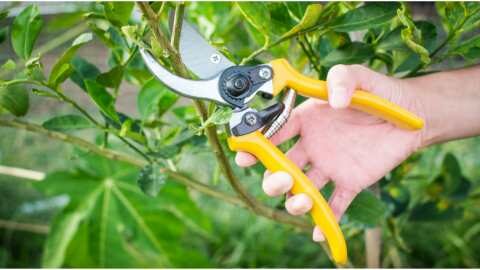 &Tau;&omicron; &kappa;&alpha;&tau;ά&lambda;&lambda;&eta;&lambda;&omicron; &chi;&epsilon;&iota;&mu;&epsilon;&rho;&iota;&nu;ό &kappa;&lambda;ά&delta;&epsilon;&mu;&alpha; &sigma;&tau;&eta;&nu; &epsilon;&lambda;&iota;ά &mu;&epsilon; &beta;ά&sigma;&eta; &tau;&eta;&nu; &eta;&lambda;&iota;&kappa;ί&alpha; &tau;&omega;&nu; &delta;έ&nu;&delta;&rho;&omega;&nu; | &Alpha;&gamma;&rho;&omicron;&tau;&iota;&kappa;ά &nu;έ&alpha; &kappa;&alpha;&iota; &epsilon;&iota;&delta;ή&sigma;&epsilon;&iota;&sigmaf; imathiotikigi.gr