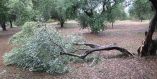 &Epsilon;&kappa;&tau;&iota;&mu;ή&sigma;&epsilon;&iota;&sigmaf; &gamma;&iota;&alpha; &mu;&epsilon;&gamma;ά&lambda;&epsilon;&sigmaf; &kappa;&alpha;&tau;&alpha;&sigma;&tau;&rho;&omicron;&phi;έ&sigmaf; &sigma;&epsilon; &epsilon;&lambda;&alpha;&iota;ό&delta;&epsilon;&nu;&tau;&rho;&alpha; &alpha;&pi;ό &tau;&omicron; &pi;έ&rho;&alpha;&sigma;&mu;&alpha; &tau;&omicron;&upsilon; "&Zeta;&omicron;&rho;&mu;&pi;ά"