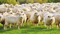 &Omicron;&iota; &alpha;&gamma;&rho;ό&tau;&epsilon;&sigmaf; &amp; &alpha;&gamma;&rho;ό&tau;&iota;&sigma;&sigma;&epsilon;&sigmaf; &sigma;&tau;&omicron; &delta;&iota;&alpha;&delta;ί&kappa;&tau;&upsilon;&omicron; &tau;&eta;&nu; 29 &Mu;&alpha;ΐ&omicron;&upsilon;