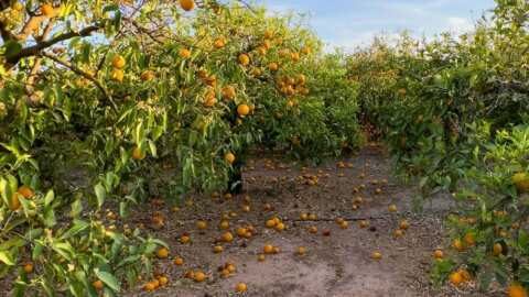 &Pi;&omicron;&rho;&tau;&omicron;&kappa;ά&lambda;&iota;&alpha;: &Omicron;&iota; &pi;&alpha;&gamma;&kappa;ό&sigma;&mu;&iota;&epsilon;&sigmaf; &epsilon;&lambda;&lambda;&epsilon;ί&psi;&epsilon;&iota;&sigmaf; &epsilon;&pi;&iota;&delta;&epsilon;&iota;&nu;ώ&nu;&omicron;&nu;&tau;&alpha;&iota; &kappa;&alpha;&theta;ώ&sigmaf; &tau;&alpha; &alpha;&kappa;&rho;&alpha;ί&alpha; &kappa;&alpha;&iota;&rho;&iota;&kappa;ά &phi;&alpha;&iota;&nu;ό&mu;&epsilon;&nu;&alpha; &delta;&iota;&alpha;&tau;&alpha;&rho;ά&sigma;&sigma;&omicron;&upsilon;&nu; &tau;&eta; &sigma;&upsilon;&gamma;&kappa;&omicron;&mu;&iota;&delta;ή &kappa;&alpha;&iota; &alpha;&nu;&epsilon;&beta;ά&zeta;&omicron;&upsilon;&nu; &tau;&iota;&sigmaf; &tau;&iota;&mu;έ&sigmaf;