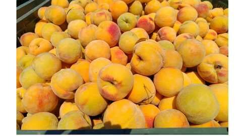 &Epsilon;&xi;&alpha;&gamma;&omega;&gamma;έ&sigmaf; &kappa;&omicron;&mu;&pi;ό&sigma;&tau;&alpha;&sigmaf;: &Sigma;&tau;&alpha; &pi;&epsilon;&rho;&sigma;&iota;&nu;ά &epsilon;&pi;ί&pi;&epsilon;&delta;&alpha; (250.000 &tau;ό&nu;&omicron;&iota;) ή έ&omega;&sigmaf; &kappa;&alpha;&iota; 3% &mu;&epsilon;&iota;&omega;&mu;έ&nu;&epsilon;&sigmaf;