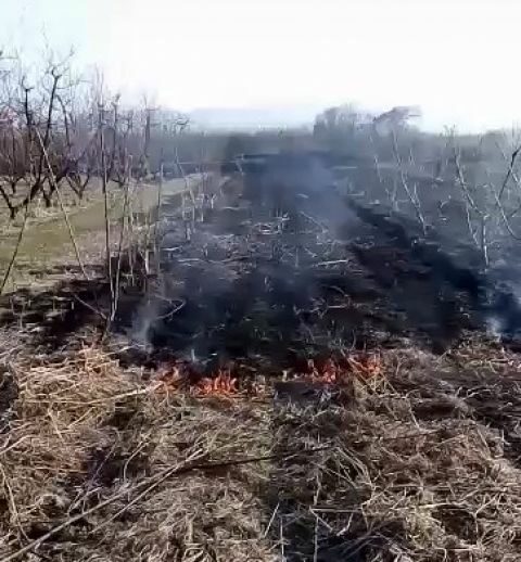 &Zeta;&eta;&mu;&iota;έ&sigmaf; &alpha;&pi;ό &phi;&omega;&tau;&iota;ά &upsilon;&pi;έ&sigma;&tau;&eta;&sigma;&alpha;&nu; &delta;&epsilon;&nu;&delta;&rho;&omicron;&kappa;&alpha;&lambda;&lambda;&iota;έ&rho;&gamma;&epsilon;&iota;&epsilon;&sigmaf; &sigma;&epsilon; &Pi;έ&lambda;&lambda;&alpha; &kappa;&alpha;&iota; &Eta;&mu;&alpha;&theta;ί&alpha; (&phi;&omega;&tau;&omicron;&gamma;&rho;&alpha;&phi;&iota;&kappa;ό &upsilon;&lambda;&iota;&kappa;ό)