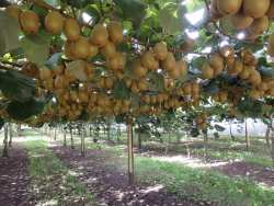 Έ&lambda;&epsilon;&gamma;&chi;&omicron;&iota; &sigma;&epsilon; ό&lambda;&alpha; &tau;&alpha; &sigma;&tau;ά&delta;&iota;&alpha; &epsilon;&mu;&pi;&omicron;&rho;ί&alpha;&sigmaf; &kappa;&alpha;&iota; &delta;&iota;&alpha;&kappa;ί&nu;&eta;&sigma;&eta;&sigmaf; &tau;&omega;&nu; &alpha;&kappa;&tau;&iota;&nu;&iota;&delta;ί&omega;&nu;