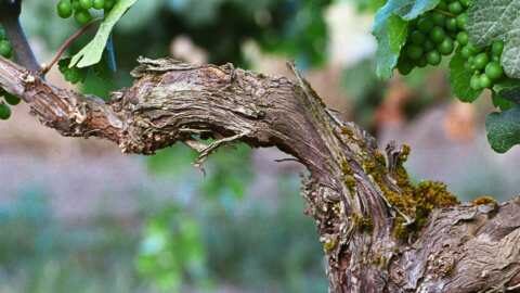 &Alpha;&sigma;&theta;έ&nu;&epsilon;&iota;&epsilon;&sigmaf; &xi;ύ&lambda;&omicron;&upsilon; &tau;&omicron;&upsilon; &Alpha;&mu;&pi;&epsilon;&lambda;&iota;&omicron;ύ | &Alpha;&gamma;&rho;&omicron;&tau;&iota;&kappa;ά &nu;έ&alpha; &kappa;&alpha;&iota; &epsilon;&iota;&delta;ή&sigma;&epsilon;&iota;&sigmaf; imathiotikigi.gr