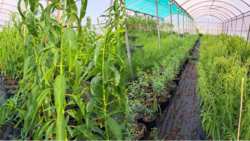 &Kappa;&alpha;&lambda;&lambda;&iota;&epsilon;&rho;&gamma;&epsilon;ί&sigmaf; ή &sigma;&kappa;έ&phi;&tau;&epsilon;&sigma;&alpha;&iota; &nu;&alpha; &kappa;&alpha;&lambda;&lambda;&iota;&epsilon;&rho;&gamma;ή&sigma;&epsilon;&iota;&sigmaf; &alpha;&mu;ύ&gamma;&delta;&alpha;&lambda;&alpha;?