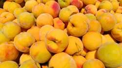 EKE: Ά&gamma;&rho;&iota;&omicron;&iota; &delta;&alpha;&sigma;&mu;&omicron;ί &sigma;&tau;&iota;&sigmaf; &epsilon;&xi;&alpha;&gamma;&omega;&gamma;έ&sigmaf; &epsilon;&lambda;&lambda;&eta;&nu;&iota;&kappa;ή&sigmaf; &kappa;&omicron;&mu;&pi;ό&sigma;&tau;&alpha;&sigmaf; &rho;&omicron;&delta;&alpha;&kappa;ί&nu;&omicron;&upsilon; &sigma;&tau;&iota;&sigmaf; &Eta;.&Pi;.&Alpha;.