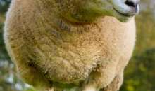 Από τον κατακερματισμό στο αποτέλεσμα: Κατάθεση κοινού σχεδίου – ορόσημο από ΠΟΓΕΔΥ - ΠΕΓΔΥ - ΠΕΚΔΥ - ΠΣΙΔ για την επανίδρυση του νέου αγροτικού κράτους