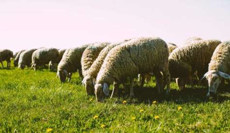 Κοζάνη: Έλεγχος της Υποδιεύθυνσης Κτηνιατρικής μετά από δημοσιεύματα για νεκρά πρόβατα