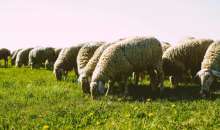 Κοζάνη: Έλεγχος της Υποδιεύθυνσης Κτηνιατρικής μετά από δημοσιεύματα για νεκρά πρόβατα