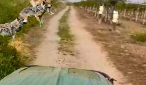 Βέροια: Εμφάνιση λύκων σε αγροτική περιοχή - Αγροτικά νέα IMATHIOTIKIGI.GR