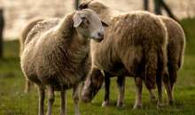 43 κρούσματα αφθώδους πυρετού σε 54 εκτροφές της Λέσβου