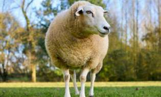 Αναστολή φορολογικών και ασφαλιστικών υποχρεώσεων και απαλλαγή από δημοτικά τέλη για πληγέντες από τον αφθώδη πυρετό