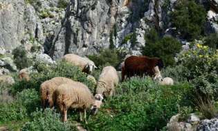 Βιολογική παραγωγή: Υψηλά ποσοστά μη συμμόρφωσης σε ελέγχους για μελισσοκομία και κτηνοτροφία