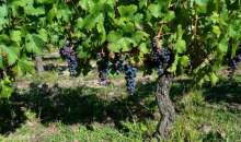 ΚΕΟΣΟΕ: «Περιμένοντας την επανεκκίνηση» +32% στις πτωχεύσεις αμπελουργικών εκμεταλλεύσεων: «υπάρχουν όλο και περισσότερες εκκλήσεις απόγνωσης από αμπελουργούς - οινοποιούς»