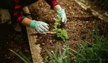 Τρόποι για να έχετε υψηλές αποδόσεις στο λαχανόκηπο σας | Αγροτικά νέα IMATHIOTIKIGI.GR