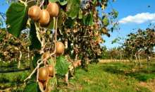 Γεωργικές προειδοποιήσεις για την Ακτινιδιά | Αγροτικά νέα IMATHIOTIKIGI.GR