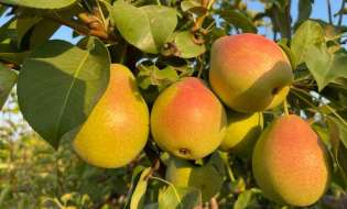 Αχλάδι EDEN GOLD - Δυναμική ανάπτυξη & επέκταση στην ευρώπη