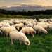 Αθωώθηκε κτηνοτρόφος από τα Ζωνιανά για παράνομες επιδοτήσεις του ΟΠΕΚΕΠΕ