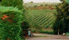 Γεωργικές προειδοποιήσεις για το Αμπέλι | Αγροτικά νέα IMATHIOTIKIGI.GR