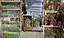 Σπορόφυτα, Τριανταφυλλιές, αρωματικά φυτά και ο,τι χρειάζεται ο κήπος σου! (2026)