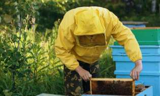 Π.Ε. Ημαθίας για δράσεις μελισσοκομίας: Αντικατάσταση κυψελών και μετακινήσεις