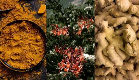 Έξι βότανα και μπαχαρικά που ενισχύουν την υγιή λειτουργία του εγκεφάλου