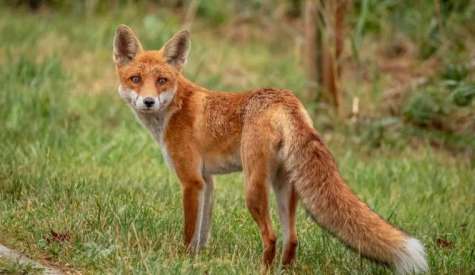 Έναρξη της 22ης Εμβολιαστικής Εκστρατείας των Κόκκινων Αλεπούδων για το Πρόγραμμα Επιτήρησης και Καταπολέμησης της Λύσσας