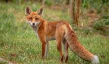 Έναρξη της 22ης Εμβολιαστικής Εκστρατείας των Κόκκινων Αλεπούδων για το Πρόγραμμα Επιτήρησης και Καταπολέμησης της Λύσσας