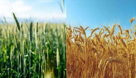Συνδεδεμένες ενισχύσεις για σιτηρά: Στα 115 €/εκτ. το μαλακό σιτάρι και το κριθάρι – Στα 89,43 €/εκτ. το σκληρό για το 2025