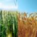 Συνδεδεμένες ενισχύσεις για σιτηρά: Στα 115 €/εκτ. το μαλακό σιτάρι και το κριθάρι – Στα 89,43 €/εκτ. το σκληρό για το 2025