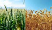 Συνδεδεμένες ενισχύσεις για σιτηρά: Στα 115 €/εκτ. το μαλακό σιτάρι και το κριθάρι – Στα 89,43 €/εκτ. το σκληρό για το 2025