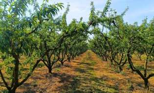 Γεωργικές προειδοποιήσεις για τη Ροδακινιά | Αγροτικά νέα IMATHIOTIKIGI.GR